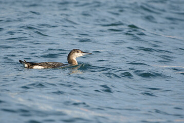 Loon in the waters of the Santoña marsh.