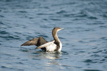 Loon in the waters of the Santo&ntilde;a marsh.