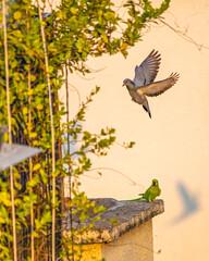 Rock Pigeon