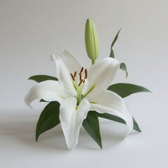 Elegant white lily blossom with green leaves against a soft background capturing floral beauty and graceful simplicity in a studio shot