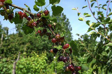 On the branch are ripe berries of Yoshta