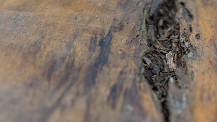 Close-up of a weathered wooden surface with a crack filled with debris