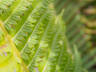 Green fern on an organic background: the perfect choice for eco-friendly projects and natural...