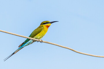 Blue Tail Bee eater