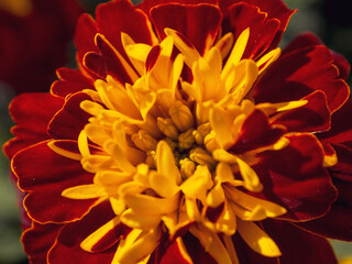 Macro photography of bright colors filled with rich shades that emphasize their beauty and the...