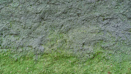 Green Mossy Concrete Wall Texture Background with Natural Growth