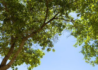 Trees folige  against blue sky background, low angle view