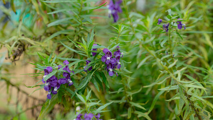 Close-up of Angelonia flowers with vibrant purple blossoms in the garden