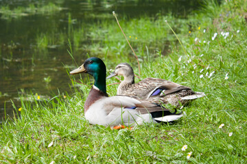 duck on the grass