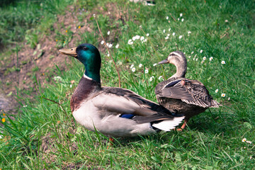 duck in the grass