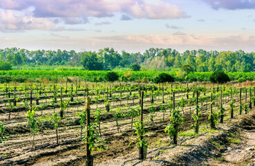 beautiful evening garden farmland during sunset with rows of young green growth of fruit trees and lines of plants on rural plantation landscape
