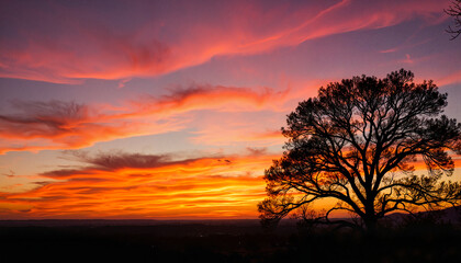 Obraz premium Mimosa silhouette against vibrant sunset, nature's tranquility