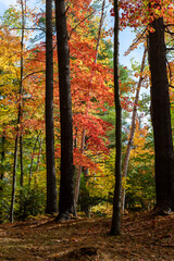 Colors of autumn, colorful leaves on trees in the forest.
