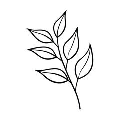 eucalyptus leaves