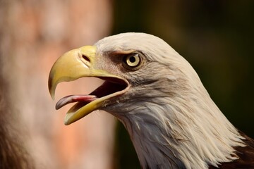 american bald eagle bird with beak open tongue panting