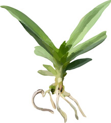 Obraz premium orchid plant stalk roots and leaf43