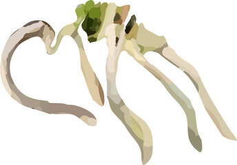 Orchid roots white long branch59