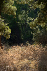 The dried grasses within the forest