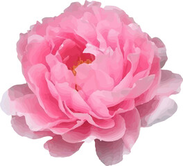 pink peony flower blooming vector4