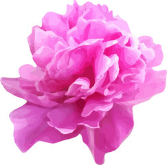  pink peony flower blooming vector21
