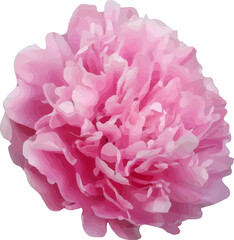  pink peony flower blooming vector22