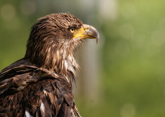 Portrait of a juvenile Bald Eagle 