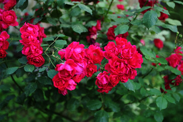 Red roses garden on a blurry background