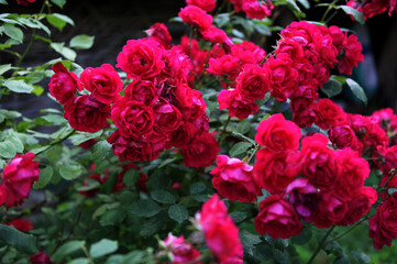 Fototapeta premium Red roses garden on a blurry background