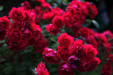 Red roses garden on a blurry background