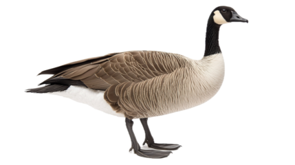 Majestic canada goose walking gracefully studio setting wildlife photography side view nature beauty