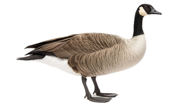 Majestic canada goose walking gracefully studio setting wildlife photography side view nature beauty