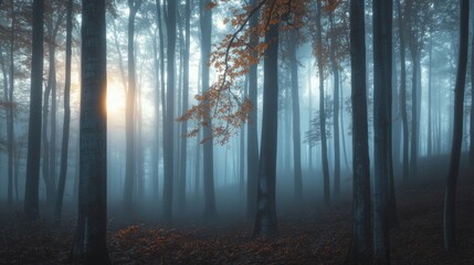 Obraz premium Mist hangs in a serene forest at dawn, sunlight filtering through tall, stately trees, creating an ethereal and tranquil atmosphere.