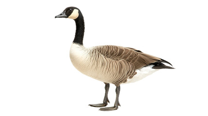 Graceful canadian goose standing in studio wildlife photography isolated environment close-up perspective nature concept