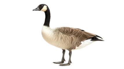 Graceful canadian goose standing in studio wildlife photography isolated environment close-up perspective nature concept