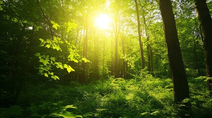 Obraz premium Sunlit Forest Path - Tranquil Nature Scene