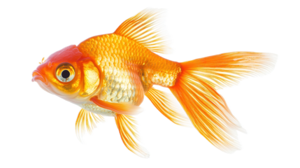 Goldfish swimming gracefully in clear water aquatic environment high-quality image underwater view vibrant colors for animal lovers