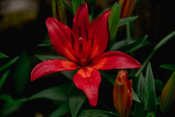 Цветы, растения, природа