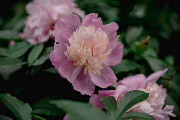 Цветы, растения, природа