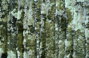 Fototapeta premium Palmier de Palmyre, Borassus flabellifer