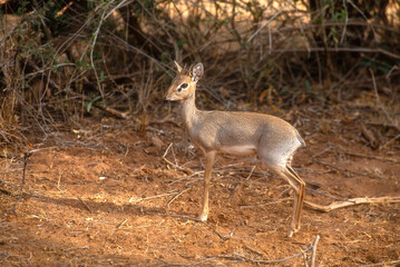 Dik dik de Kirk, Madoqua kirkii, Afrique de l'Est
