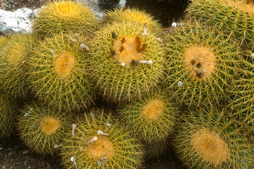 Echinocactus grusonii, Coussin Belle-mère