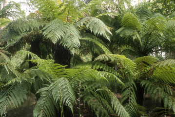 Dicksonia antarctica, Fougère arborescente