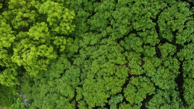 Aerial View of Lush Rain Trees 