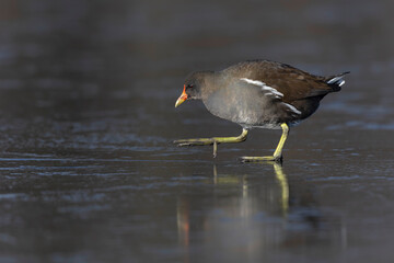 A common moorhen (Gallinula chloropus) walking on ice.
