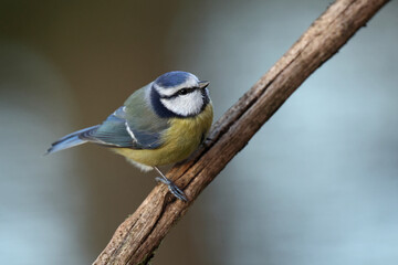 Eurasian Blue Tit (Cyanistes caeruleus) perching on a branch
