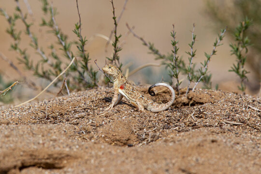 Male tuva toad-head agama (phrynocephalus versicolor) shows its red armpits, found in Dornogobi Aimag in Mongolia