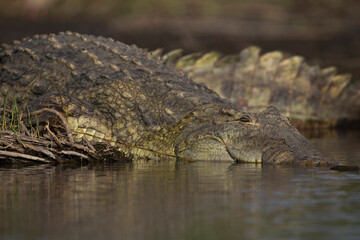 Portrait of a Nile crocodile (Crocodylus niloticus) at Lake Chamo in Ethiopia