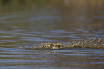 Portrait of a Nile crocodile (Crocodylus niloticus) at Lake Chamo in Ethiopia