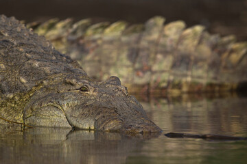 Portrait of a Nile crocodile (Crocodylus niloticus) at Lake Chamo in Ethiopia