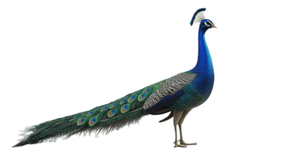 Elegant peacock displaying vibrant feathers in a minimalistic studio setting captured in high-resolution for nature photography enthusiasts